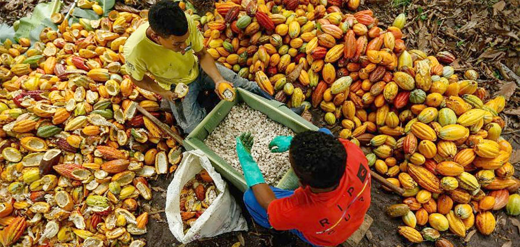 Cacau nas alturas: Preços atingem máximas dos últimos 46 anos