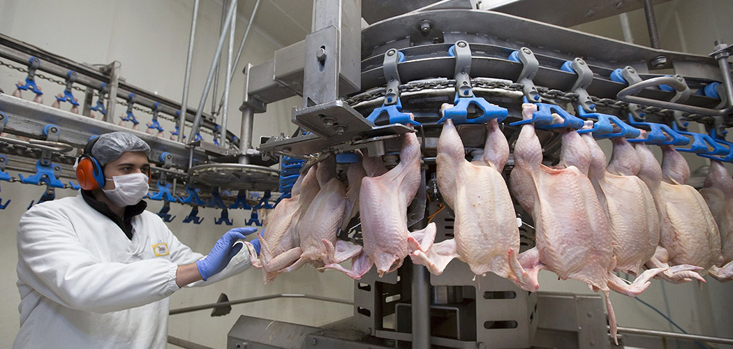 Exportações de carne de frango alcançam 418,1 mil toneladas em março/Foto: Shutterstock