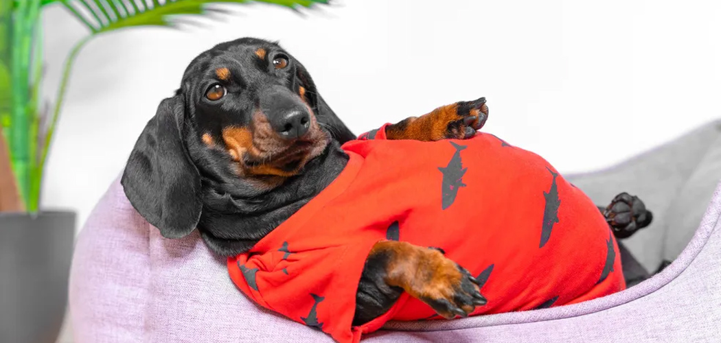 Você sabe se seu pet é fofo ou obeso?/ Foto: Internet