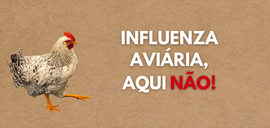 Medidas de prevenção da influenza aviária devem ser mantidas em todo o Estado de SC