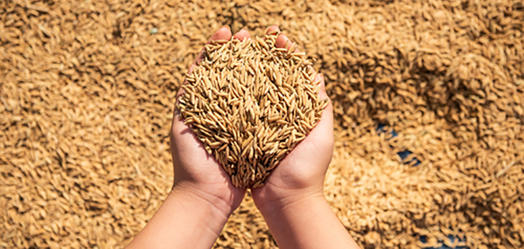 FAESC promove palestra sobre o cenário global do mercado de arroz