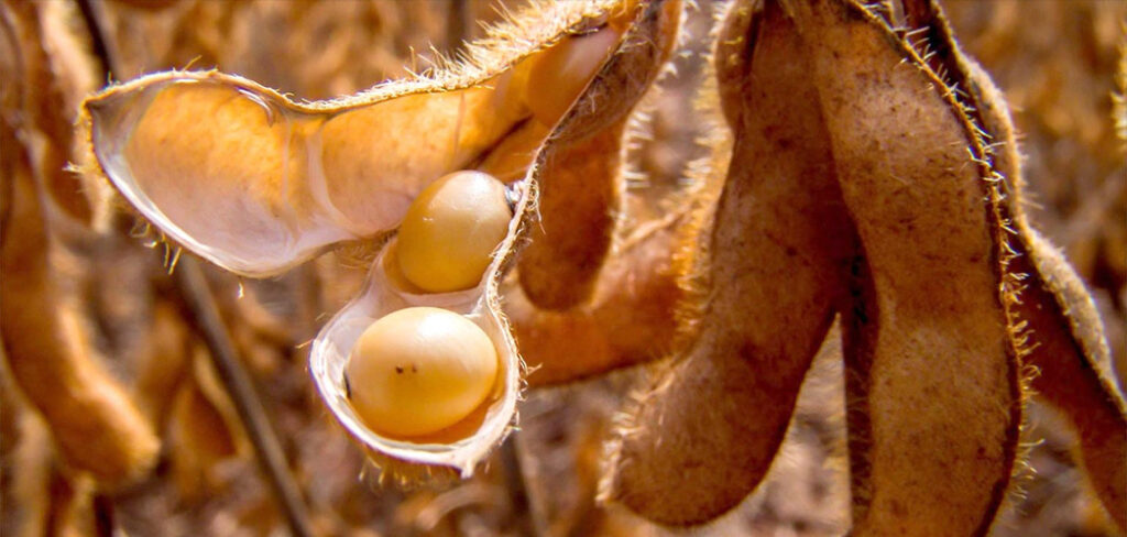 Setor agrícola se posiciona Calendário da Soja em Santa Catarina