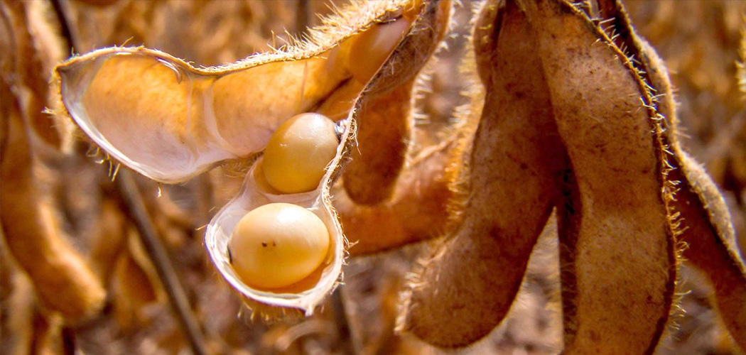 Setor agrícola se posiciona Calendário da Soja em Santa Catarina