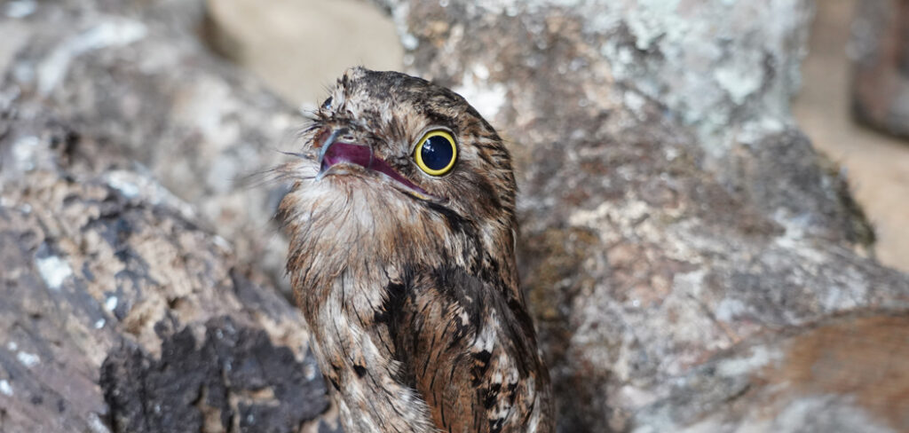 Parque das Aves em Foz do Iguaçu anuncia nascimento inédito no Brasil