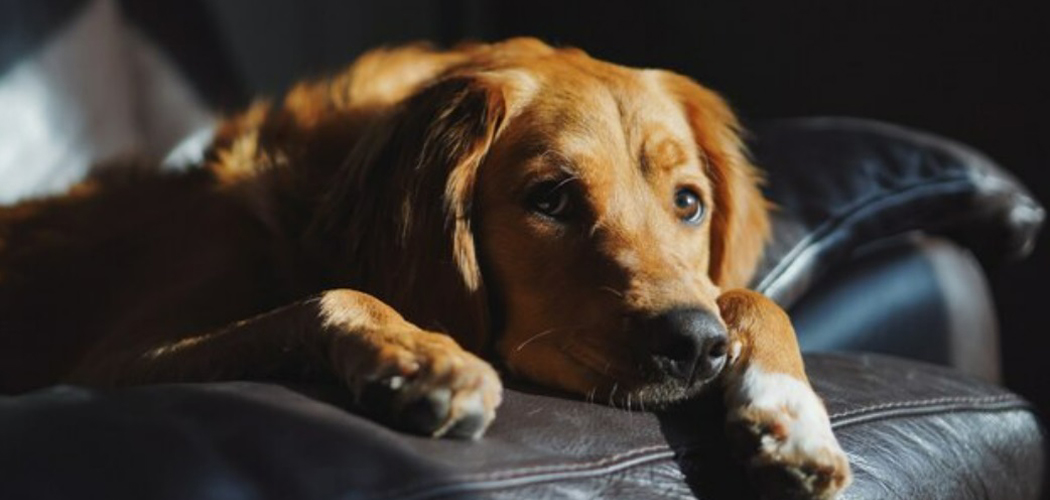 Você sabia que os pets também passam por processo de luto?