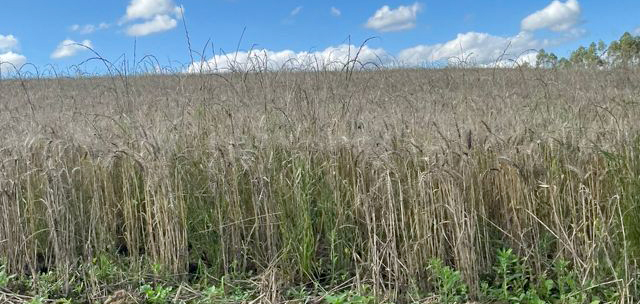 Uma consequência das chuvas é o atraso na colheita de culturas de inverno, como é caso do trigo, no Oeste de SC/Foto: Divulgação/Epagri