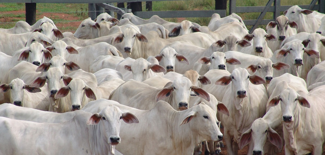 Pecuaristas ganham nova ferramenta para aquisição de animais