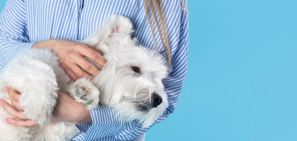 Novembro Azul Pet: Especialista tira dúvidas sobre o câncer de próstata em animais
