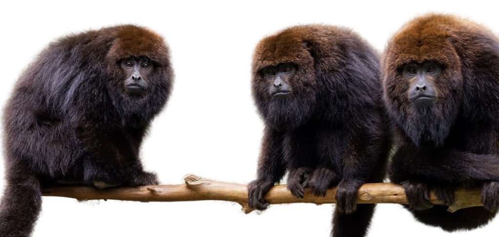 Comissão de Turismo e Meio Ambiente da ALESC receberá projeto de refauna