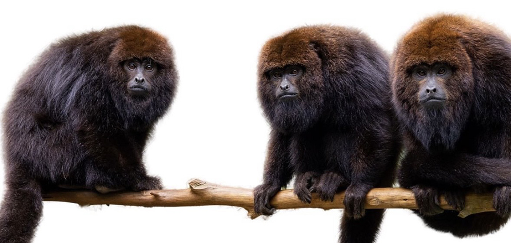 Comissão de Turismo e Meio Ambiente da ALESC receberá projeto de refauna