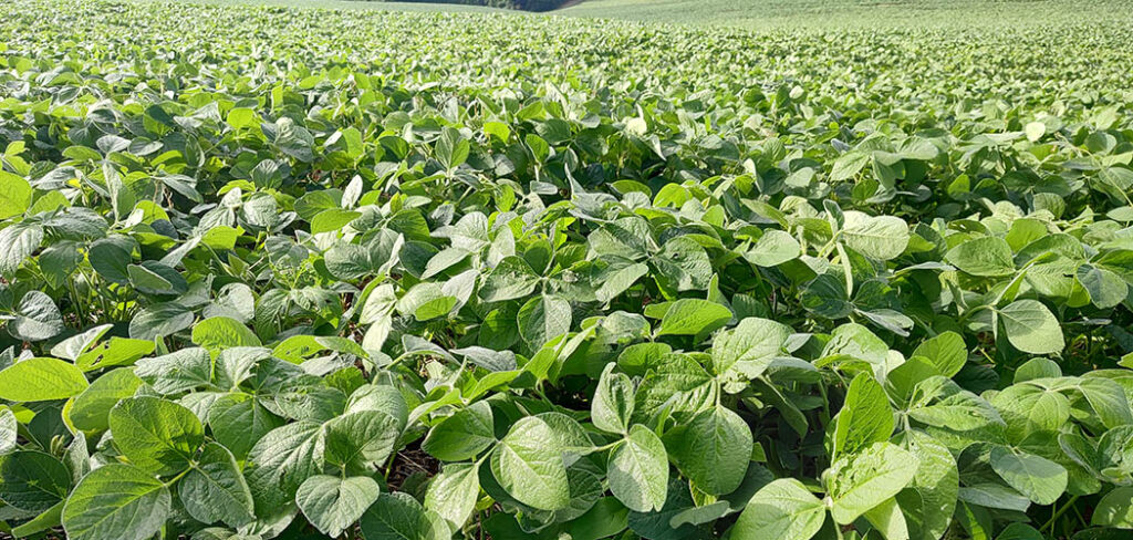 Faesc aprova prorrogação da semeadura da soja