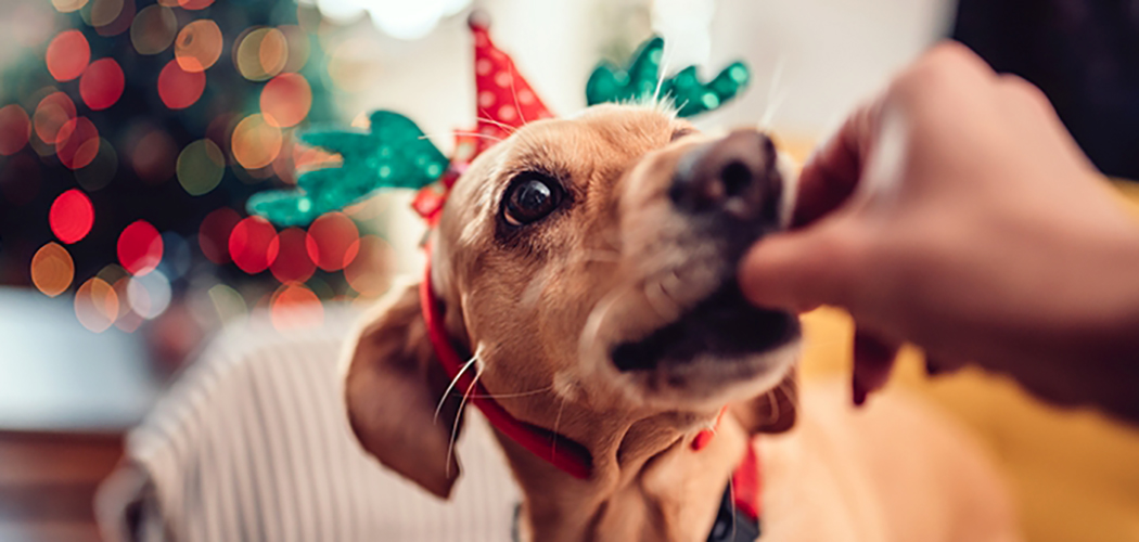 Dicas para cuidar do seus pets nas festas de final de ano  