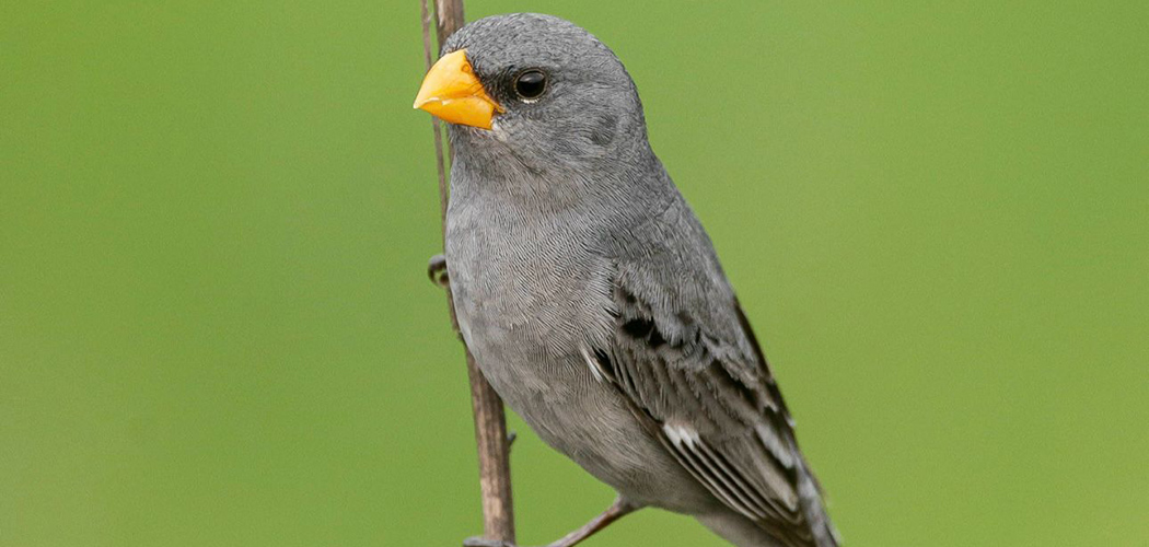 Lista de espécies ameaçadas de extinção da Fauna em Santa Catarina é atualizada
