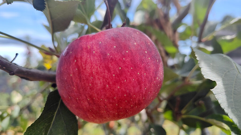 Um dos locais que o Turista pode vivenciar a experiência  da colheita da maçã é na Villagio Di Frutta  que bem recebe a todos/Foto: Maely Silva/Bom Dia SC