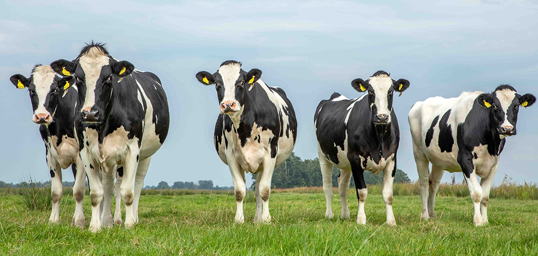 As maciças importações de lácteos beneficiaram o consumidor brasileiro com a queda de preços no varejo, mas abalaram a cadeia produtiva/Foto: divulgação Shutterstock