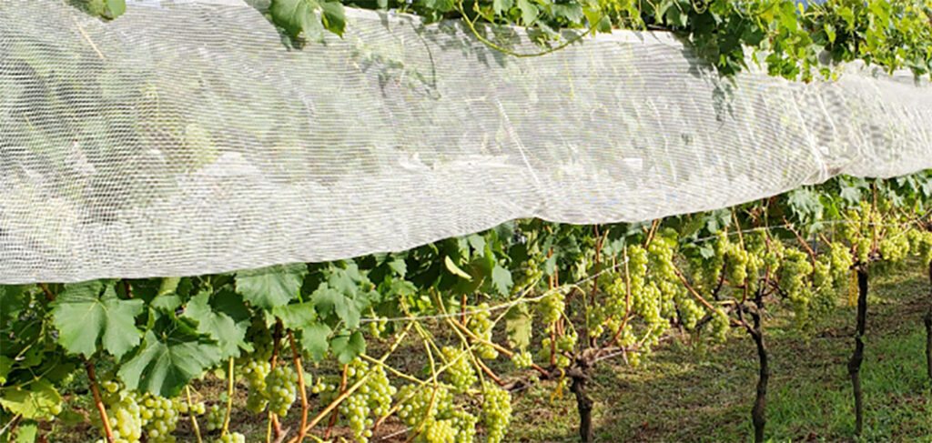 Epagri aprova uvas para produção de vinhos finos mais sustentáveis para Santa Catarina