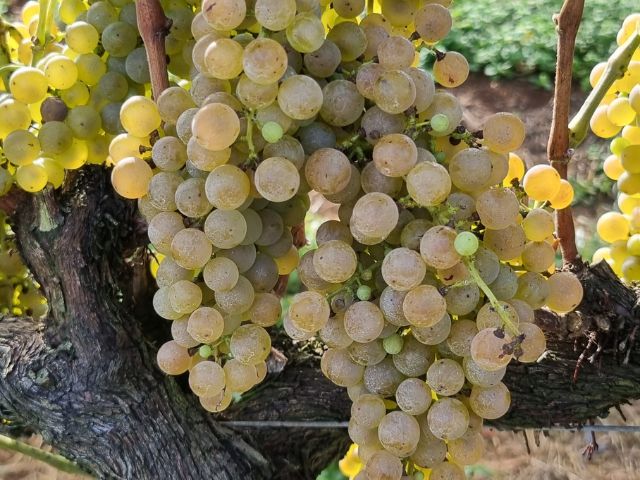 Calardis Blanc tem grande potencial para produção de espumante