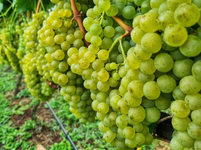 Cachos da Felícia são grandes, com peso médio de 200g cada