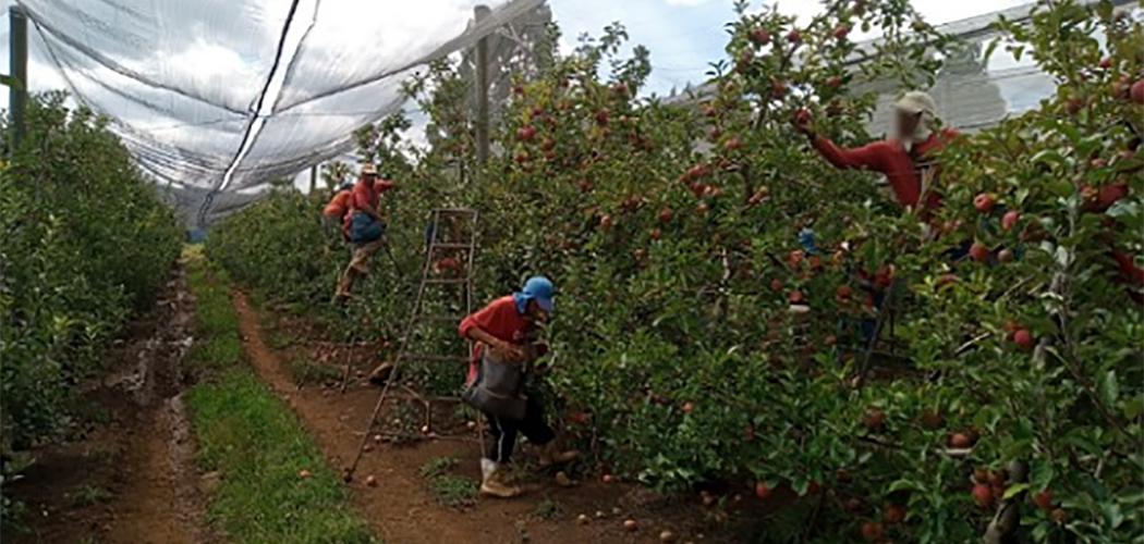 Ressocialização de apenados pelo trabalho em fruticultura na Serra Catarinense se torna referência
