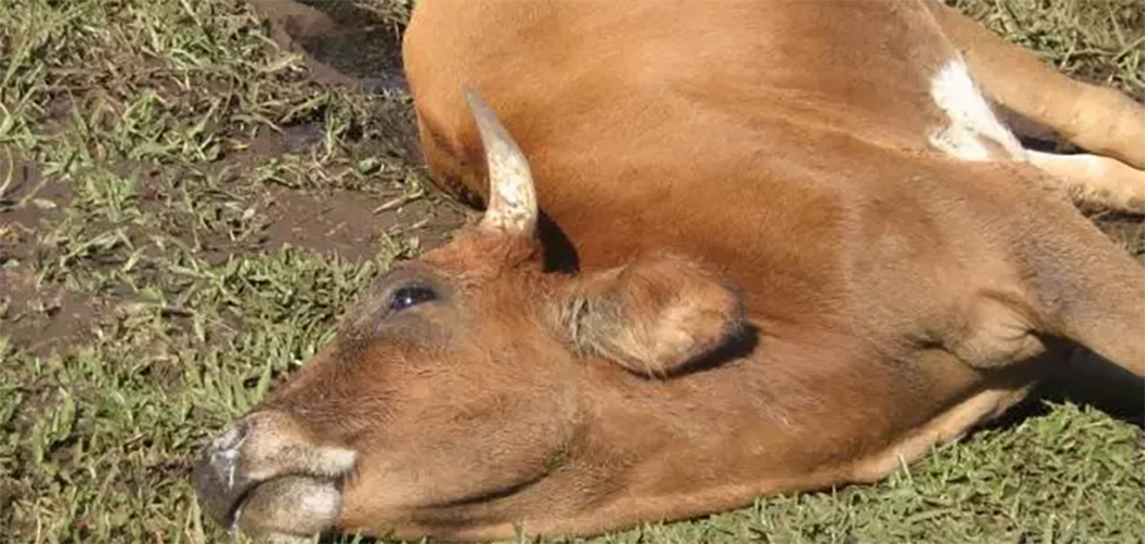 Raiva bovina: Saiba como evitar a contaminação do rebanho