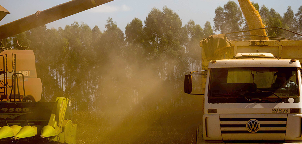 Além dos produtores de milho, o anúncio do plano para renegociação de parcelas de operações de crédito rural de investimento contempla produtores de soja, pecuária bovina e leite/Foto: Divulgação CNA