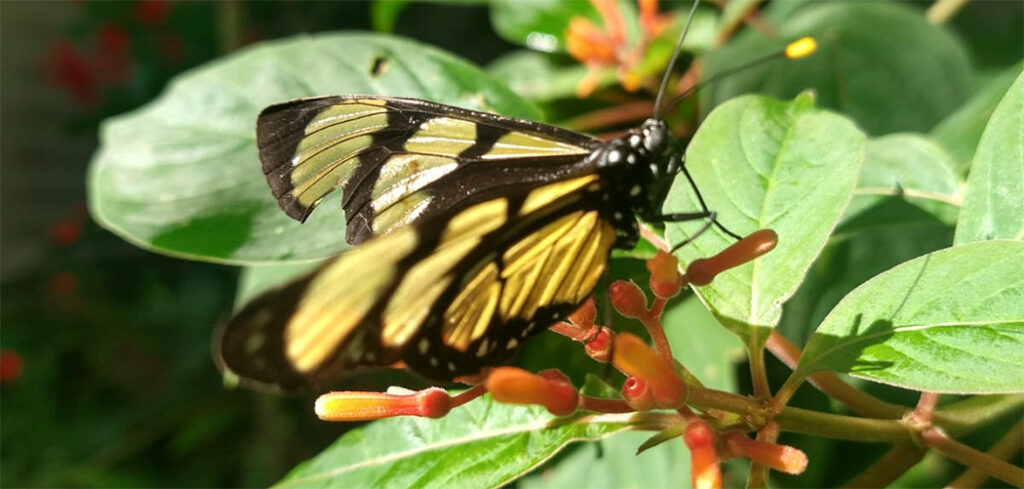 Dia Internacional da Biodiversidade Biológica (22/05)/ Foto: Maythe Novak - Bom Dia SC