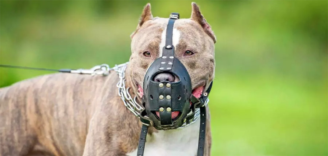 Estado de SC elabora protocolo para cumprimento da lei que trata de cães pit bull/Foto: Internet
