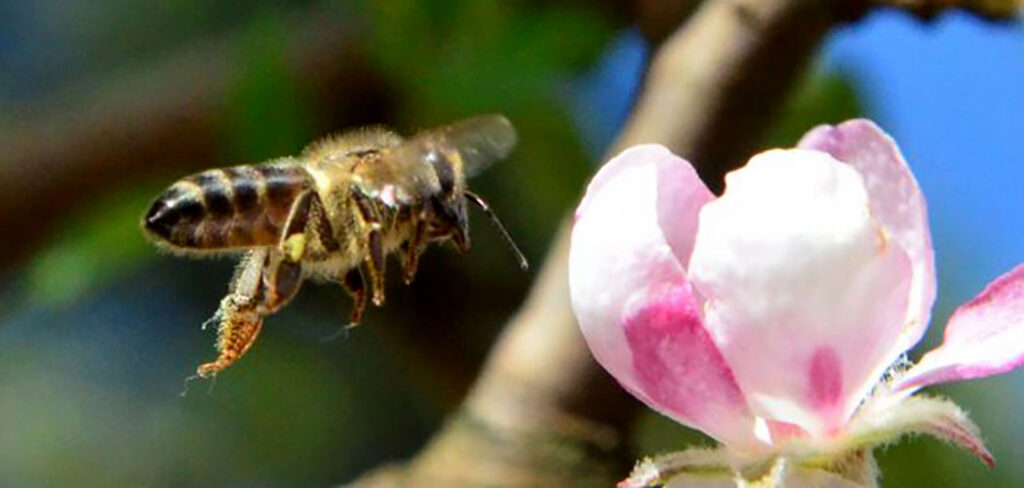 Com o serviço de polinização, as abelhas têm participação em grande parte da produção de alimentos