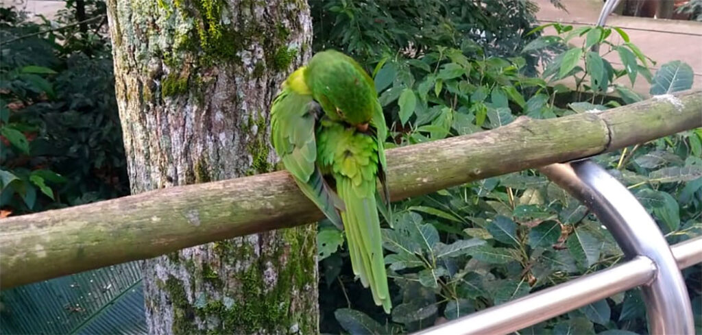 Parque das Aves localizado em Foz do Iguaçu/ Foto: Maythe Novak - Bom Dia SC