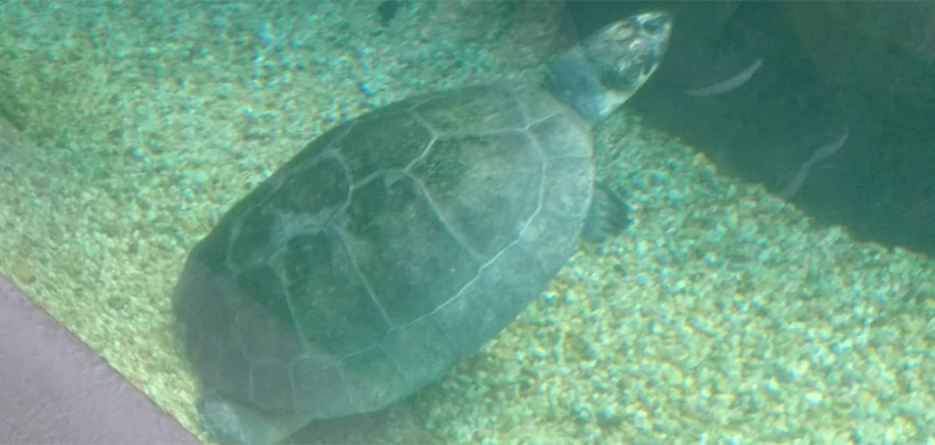 Oceanic Aquarium/ Foto: Maythe Novak - Bom Dia SC