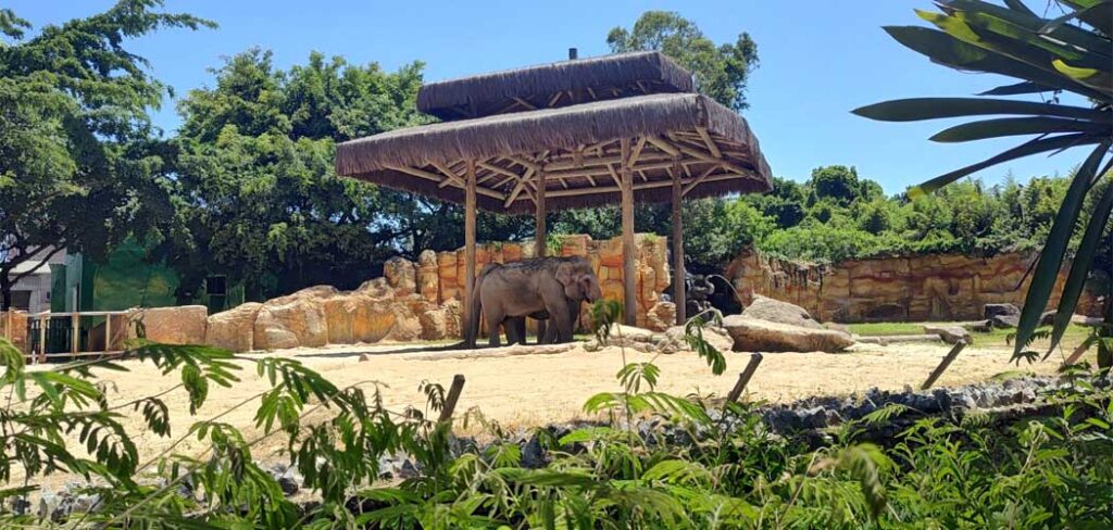 Mundo Animal do Beto Carrero World: uma história que vai deixar saudades/Foto: Evandro Novak-TV Bom Dia SC