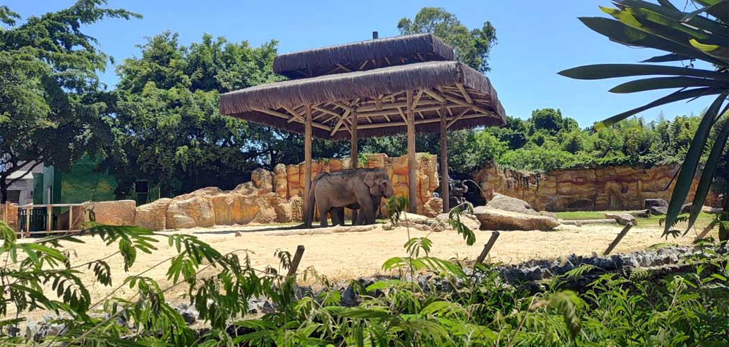 Mundo Animal do Beto Carrero World: uma história que vai deixar saudades/Foto: Evandro Novak-TV Bom Dia SC