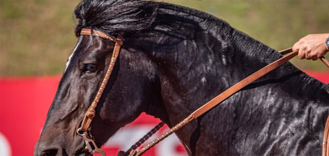Freio de Ouro do Ciclo 2024 do Cavalo Crioulo terá etapa classificatória em SC