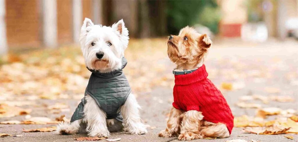 Guarda compartilhada de cães entre ex-casal firmada em cartório impede busca e apreensão/ Foto: Internet