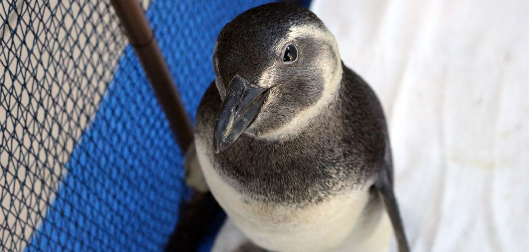 Mais de 500 pinguins são registrados no início da temporada migratória 2024 em Florianópolis