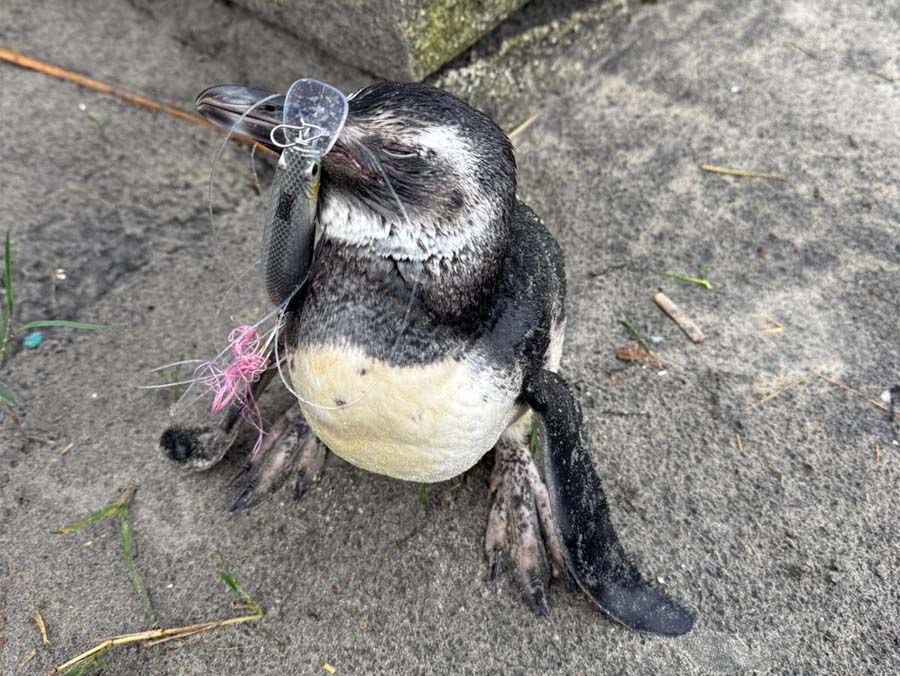 Pinguim encontrado com petrecho de pesca/Foto: Cristiano da Luz/acionante)