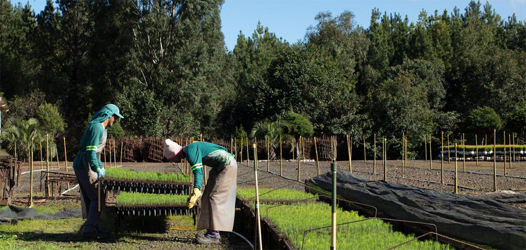 Viveiro Florestal da Irani deve ampliar em 42% a produção de mudas em 2024