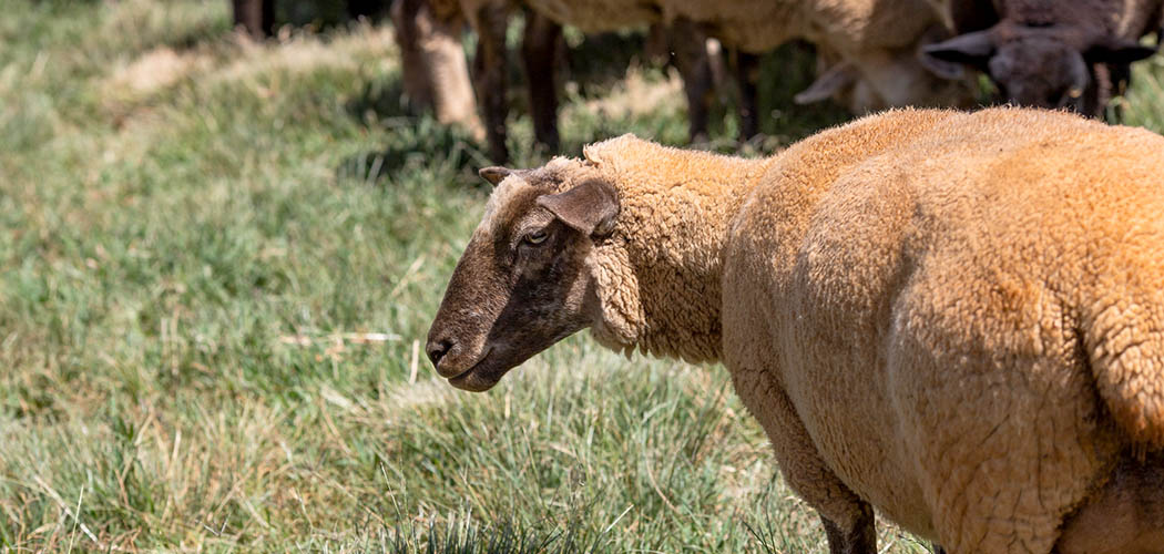 Ovinocultura catarinense, seja de carne ou de leite, ainda é um setor incipiente, mas começa a se mobilizar para enfrentar seus grandes problemas e tem encontrado forte apoio de entidades/Foto: CNA