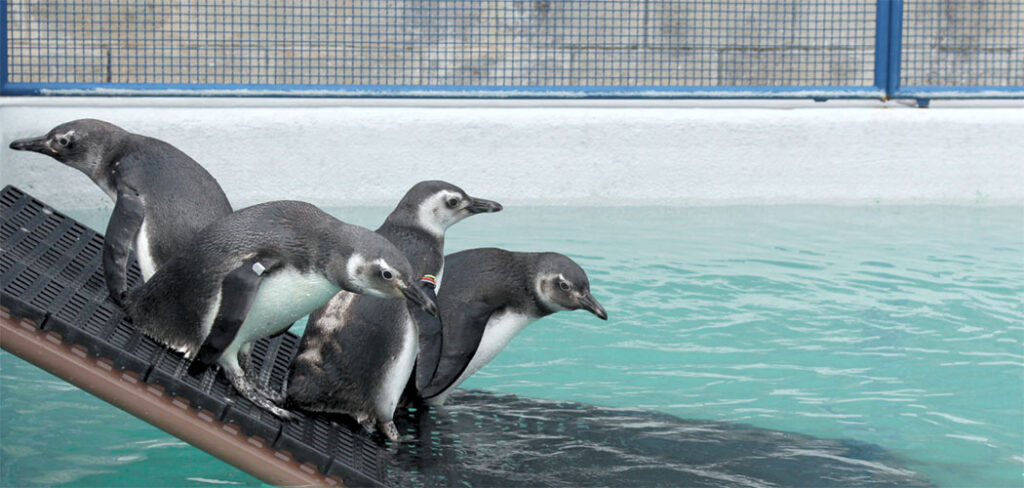 Pinguins reabilitados serão soltos nesta quinta-feira (8) em Florianópolis