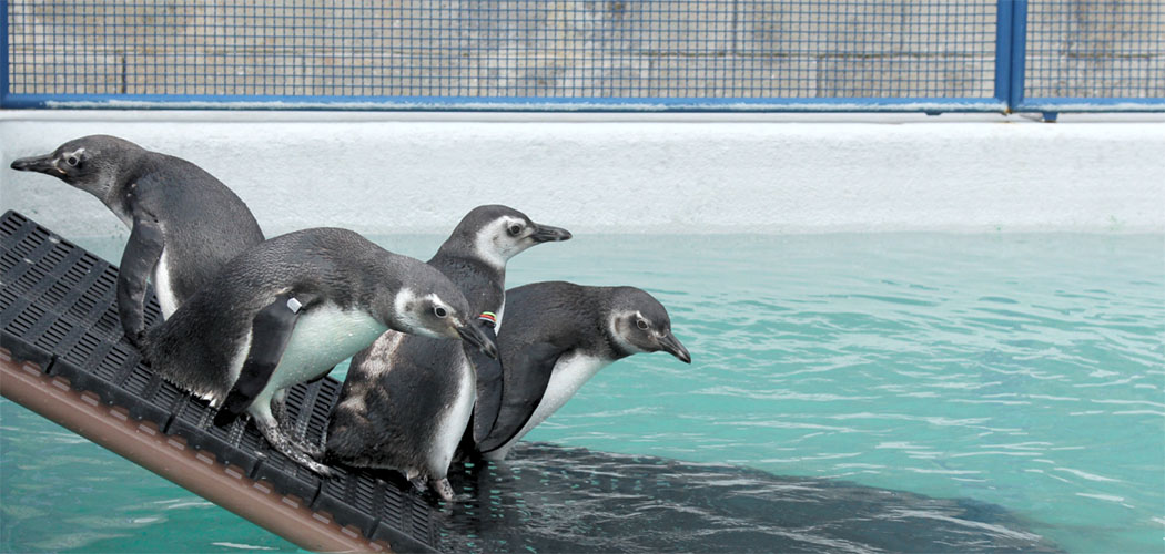 Pinguins reabilitados serão soltos nesta quinta-feira (8) em Florianópolis