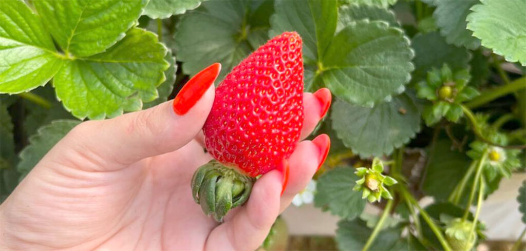 Sem experiência na agricultura, o casal encontrou no Senar/SC, o apoio necessário para impulsionar a atividade/Foto: Divulgação/Arquivo pessoal