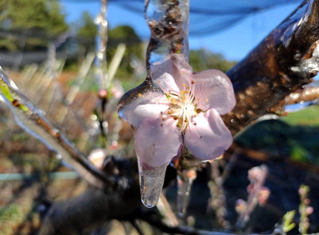 Literalmente a planta fica congelada, realizando um isolamento de frio com uma camada de gelo. Assim protegendo as flores e frutos/Foto: Maely Silva-Bom Dia SC