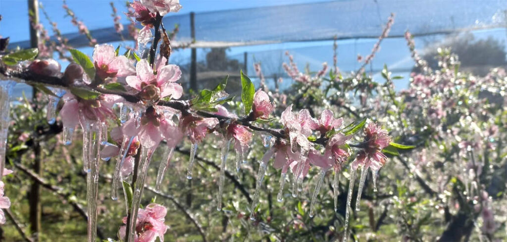 Os pomares congelados na Villaggio Di Frutta encantam os olhos/Foto: Jeferson Argenton