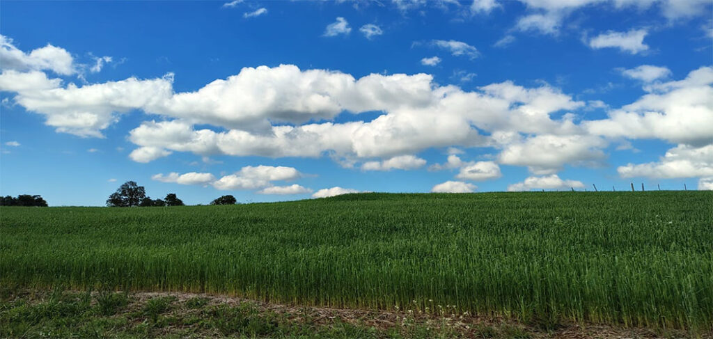 Coocam reforça sustentabilidade no Programa Campo Limpo/ Foto: Maythe Novak - Bom Dia SC