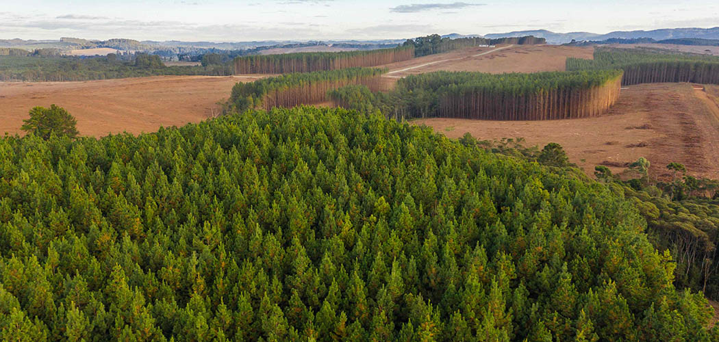 Legislação ambiental estadual valoriza características regionais/ Foto: WestRock / divulgação