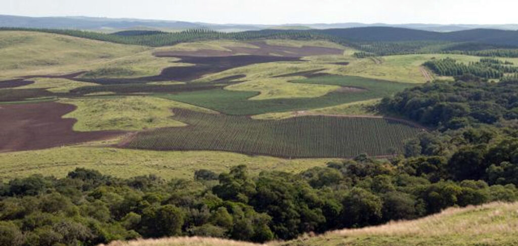 Foto mostra o avanço da agricultura e da produção de pinus na área dos campos naturais no município de Água Doce/Foto: Divulgação/Epagri