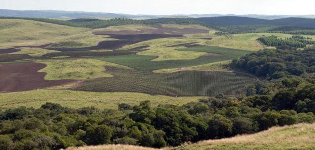 Foto mostra o avanço da agricultura e da produção de pinus na área dos campos naturais no município de Água Doce/Foto: Divulgação/Epagri