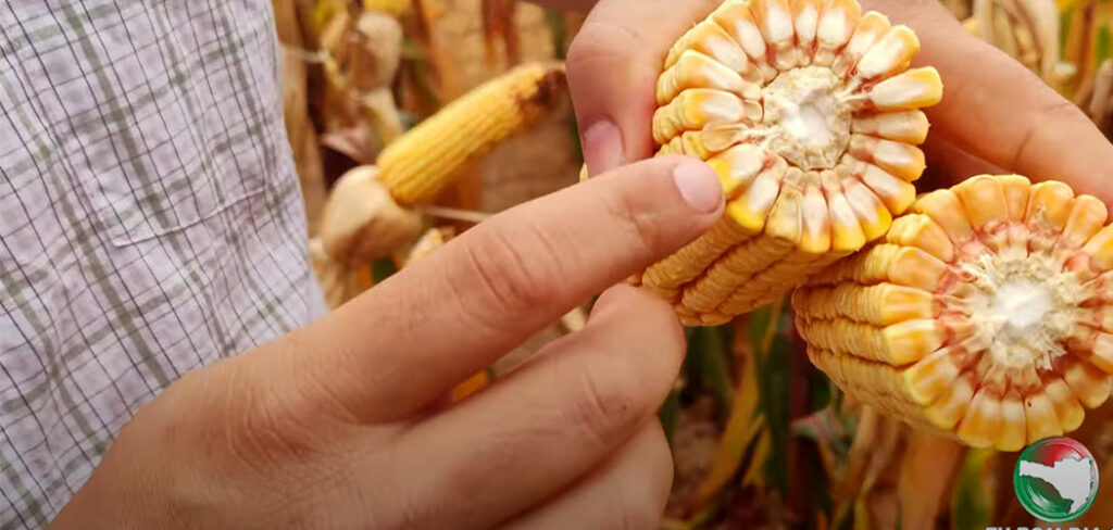 Safra de verão 2024/2025:  A estimativa é de aumento na produção agrícola em SC/Foto: Maely Silva - TV Bom Dia SC