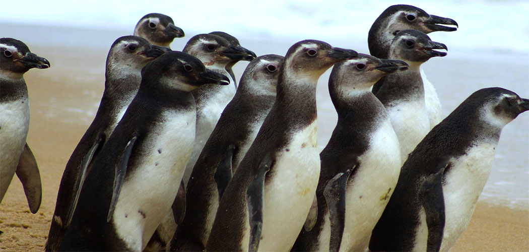 15 pinguins reabilitados voltam ao mar em Florianópolis