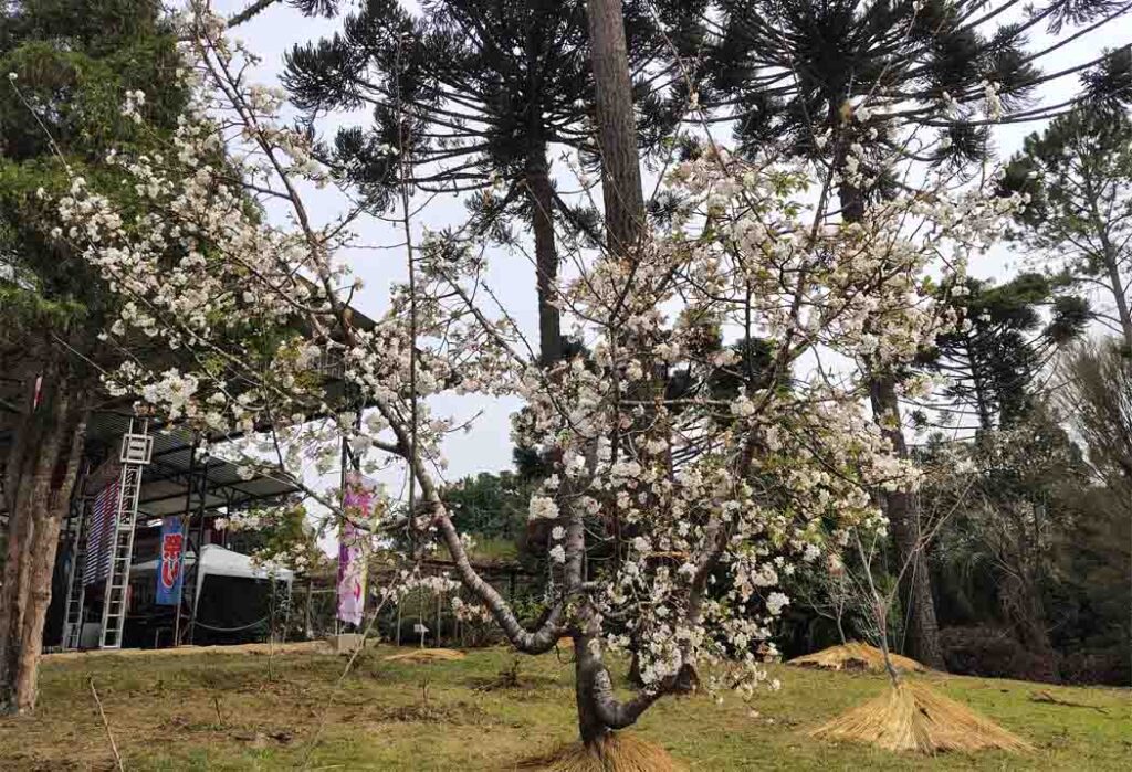 Suas flores florescem por pouco tempo, e quando chega o momento, as pétalas caem suavemente, ainda bonitas, sem murchar ou se prender aos galhos/Foto: Maythe Novak-Bom Dia SC